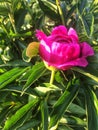 Blossom peony