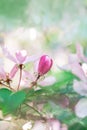 Blossom pink apple tree flowers in springtime on blurred background Royalty Free Stock Photo