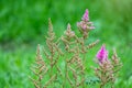 Blossom pink Astilbe flower a on a green background in summer