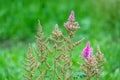 Blossom pink Astilbe flower a on a green background in summer