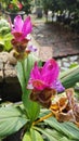 blossom pink curcuma ginger flower sprouting from the stem Royalty Free Stock Photo
