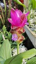 blossom pink curcuma ginger flower sprouting from the stem Royalty Free Stock Photo