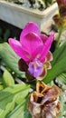 blossom pink curcuma ginger flower sprouting from the stem Royalty Free Stock Photo