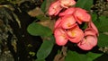 Blossom pink euphorbia flowers