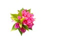 Blossom pink flower bouquet of Bougainvillea isolated on white background