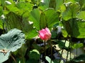 Blossom pink flower on lotus plants