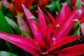 Blossom of pink Guzmania Bromelia. Sale. Pot plants, indoor plants, tropical plants. Several plants are located in the photograph