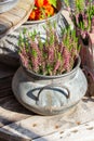 Blossom pink Heather Calluna in a metal bowl. Garden decoration, autumn beautiful garden flower