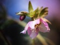 Blossom of a pink lenten rose Helleborus orientalis in spring with beautiful colors