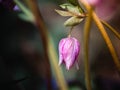 Blossom of a pink lenten rose Helleborus orientalis in spring with beautiful colors