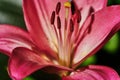 Blossom of a pink lily Lilium Bulbiferum Royalty Free Stock Photo