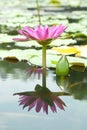 Blossom Pink Lotus Flower