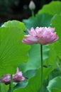 Blossom pink lotus flower