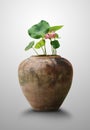 The blossom pink lotus and green leaf in a brown clay pot isolated on gray background for home decor. Royalty Free Stock Photo