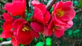 Blossom of pink peach flowers