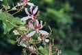 Blossom pink plowers Bouquet in Tropical garden and Spring season