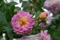 Blossom of an pink rambling rose flower