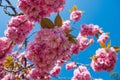 Blossom of pink sakura flowers on a cherry tree branch in spring. Macro close up shot