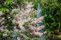 Blossom pink shower on the tree