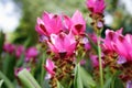 Blossom of pink Siam Tulips in Thailand