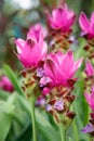 Blossom of pink Siam Tulips in Thailand