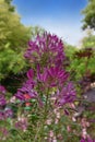 Blossom of a pink spiny spider flower