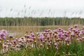 Blossom pink Thrift flowers closeup