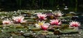 Blossom pink water lily or lotus flower Marliacea Rosea in garden pond. Landscaped pond with Nympheas in sunny day.