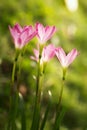 Blossom of pink Zephyranthes Lily, Rain Lily, Fairy Lily.