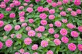 Blossom Pink Zinnia. Royalty Free Stock Photo