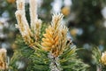 Blossom of Pinus mugo. Male pollen producing strobili. New shoots in spring of dwarf mountain pine. Conifer cone. Yellow