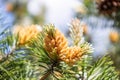 Blossom of Pinus mugo. Male pollen producing strobili. New shoots in spring of dwarf mountain pine. Conifer cone. Yellow