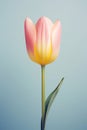 Blossom plant flower nature tulip pink green spring floral red Royalty Free Stock Photo