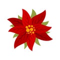 Blossom poinsettia icon flat isolated vector Royalty Free Stock Photo