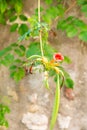 The blossom of a pomegranate tree Royalty Free Stock Photo