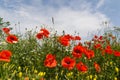 Blossom poppies close up