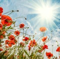 Blossom poppies flowers on blue sky background Royalty Free Stock Photo