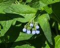 Blossom Prickly Comfrey, Symphytum Asperum, flowers and leaves close-up, selective focus, shallow DOF Royalty Free Stock Photo