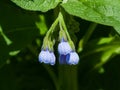 Blossom Prickly Comfrey, Symphytum Asperum, flowers and leaves close-up, selective focus, shallow DOF Royalty Free Stock Photo