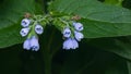 Blossom Prickly Comfrey, Symphytum Asperum, flowers and leaves close-up, selective focus, shallow DOF Royalty Free Stock Photo