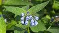 Blossom Prickly Comfrey, Symphytum Asperum, flowers and leaves close-up, selective focus, shallow DOF Royalty Free Stock Photo