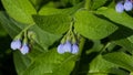 Blossom Prickly Comfrey, Symphytum Asperum, flowers and leaves close-up, selective focus, shallow DOF Royalty Free Stock Photo