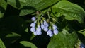 Blossom Prickly Comfrey, Symphytum Asperum, flowers and leaves close-up, selective focus, shallow DOF Royalty Free Stock Photo