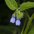 Blossom Prickly Comfrey, Symphytum Asperum, flowers and leaves, close-up, selective focus, shallow DOF Royalty Free Stock Photo