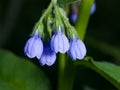 Blossom Prickly Comfrey, Symphytum Asperum, flowers and leaves close-up, selective focus, shallow DOF Royalty Free Stock Photo