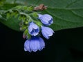 Blossom Prickly Comfrey, Symphytum Asperum, flowers and leaves close-up, selective focus, shallow DOF Royalty Free Stock Photo