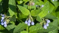 Blossom Prickly Comfrey, Symphytum Asperum, flowers and leaves close-up, selective focus, shallow DOF Royalty Free Stock Photo