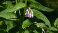 Blossom Prickly Comfrey, Symphytum Asperum, purple flowers and leaves close-up, selective focus, shallow DOF Royalty Free Stock Photo