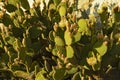 Blossom spineless cactus pads