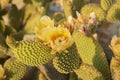 Blossom spineless cactus pads